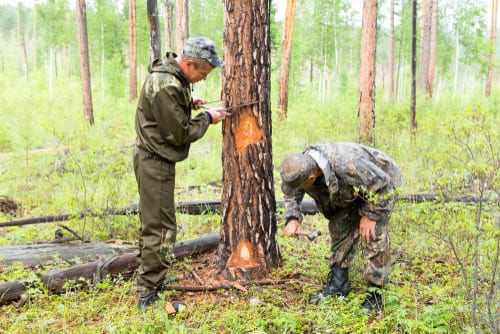 conservationist forester