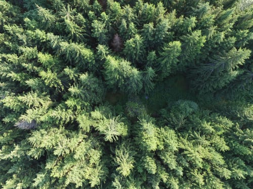 Online Wildlife and Forestry Conservation Trade Schools in 2021