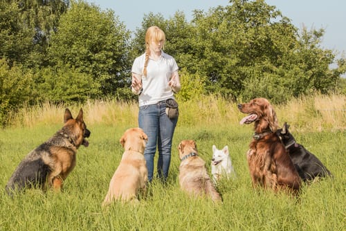 dog obedience trainer instructor trade schools