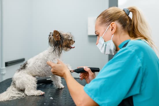 Female groomer with hair clipper cuts fur on dog paws, grooming salon. Woman makes hairstyle to small pet, groomed domestic animal