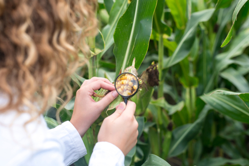 agricultural and food scientist